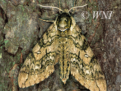 Waved Sphinx (Ceratomia undulosa)